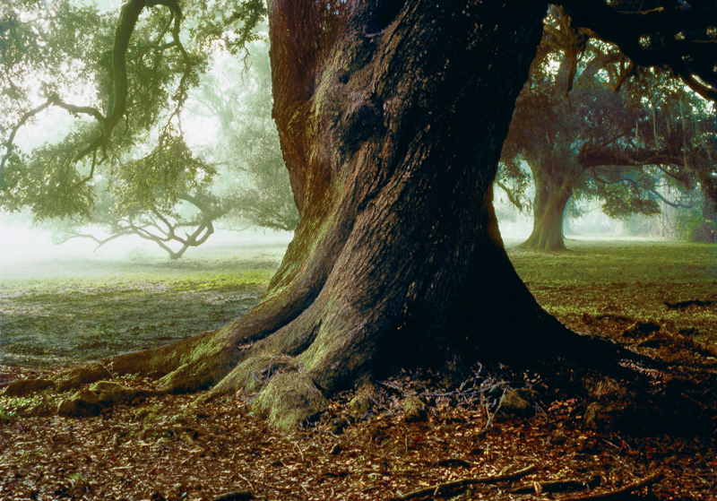 Grand Coteau Oak Trees